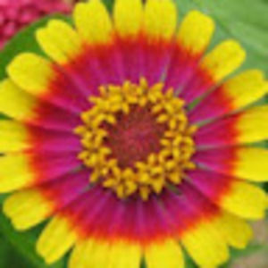 Meet your Posher, Theresa